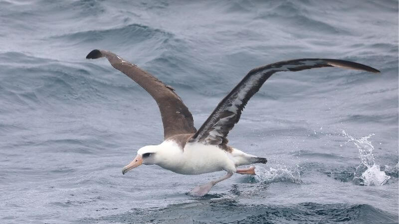 アホウドリ