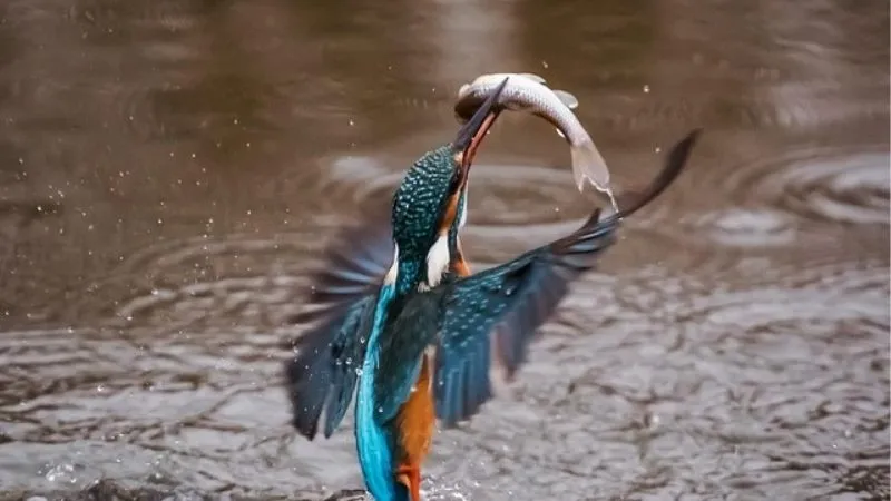 カワセミ