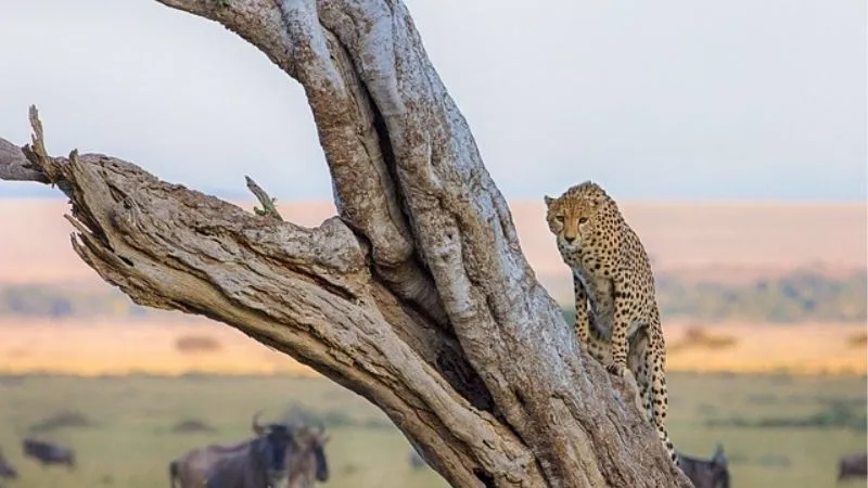 チーター
