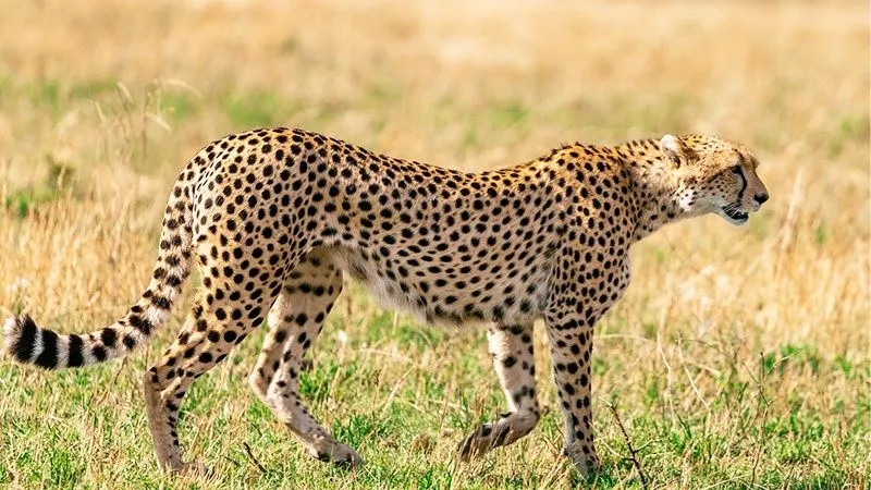 チーター