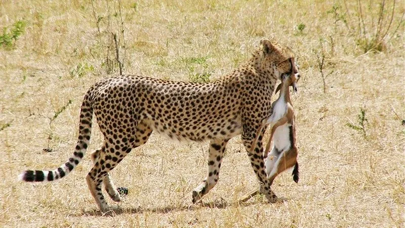チーター