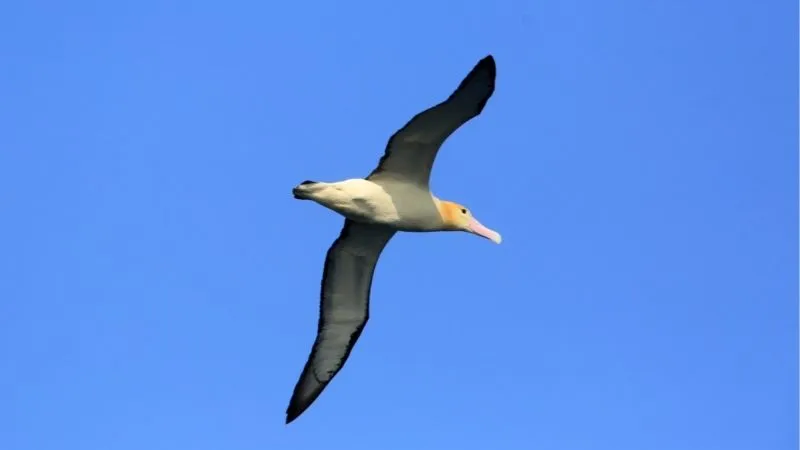 アホウドリ