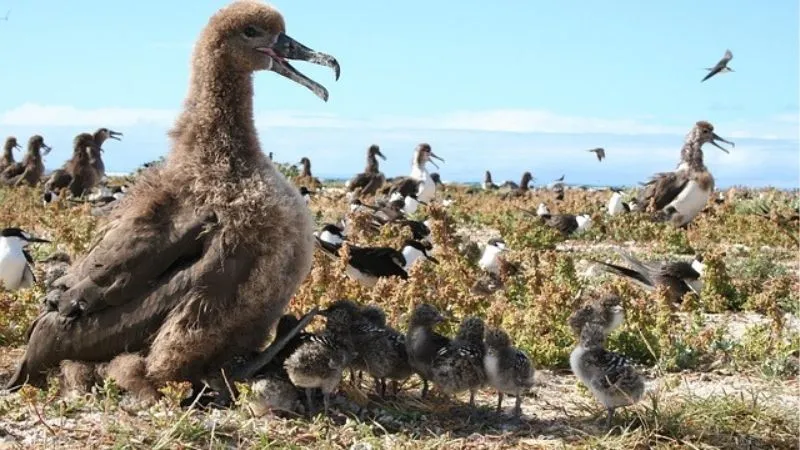 アホウドリ
