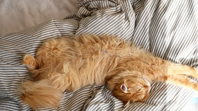 日光用している猫