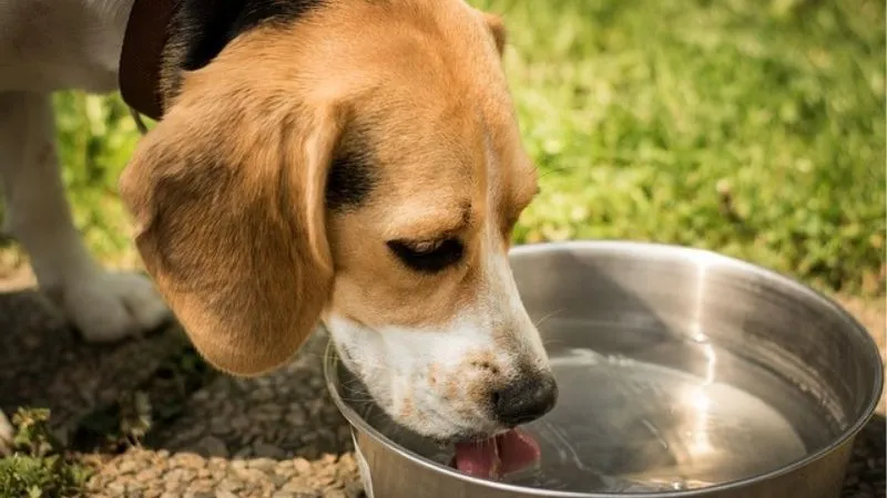 水飲む犬