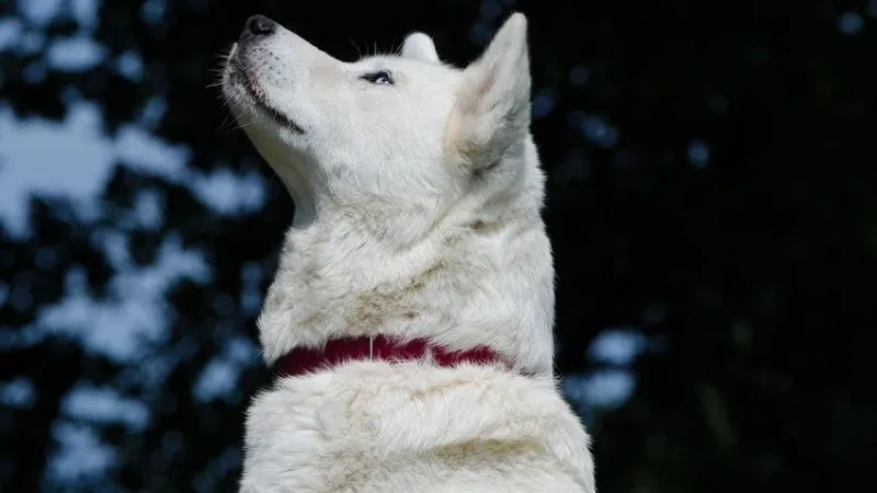 紀州犬
