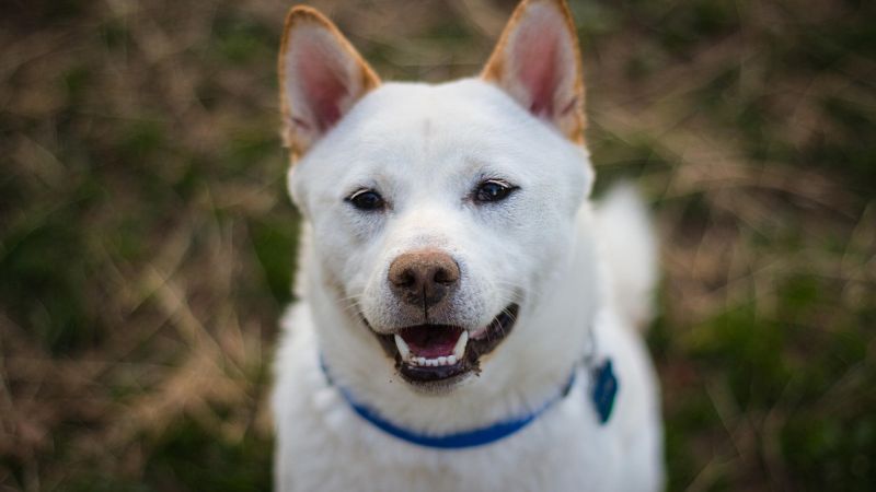 紀州犬