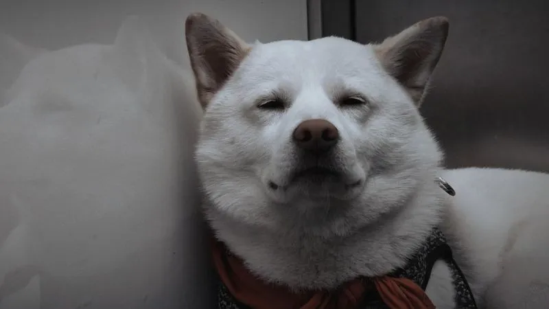 紀州犬