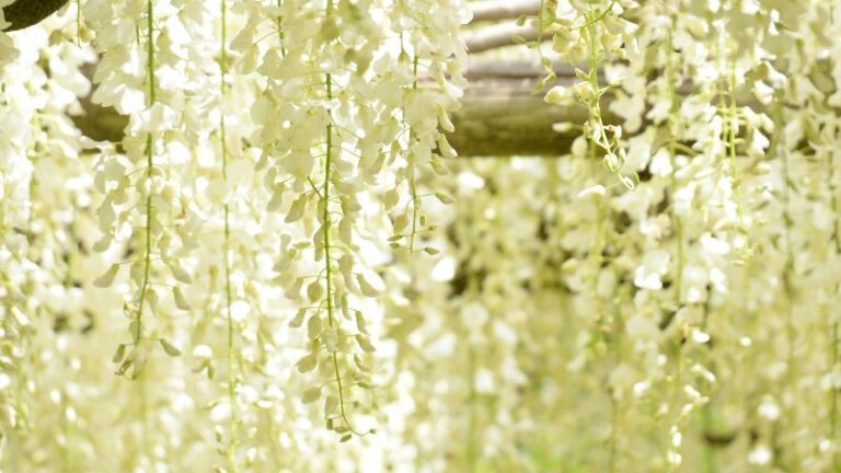 咲くと枯れる竹の花?竹の花の不吉な言い伝え、実はSDGs注目の竹