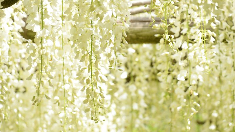 白い藤の花