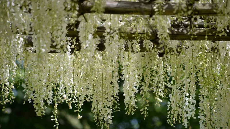 白い藤の花