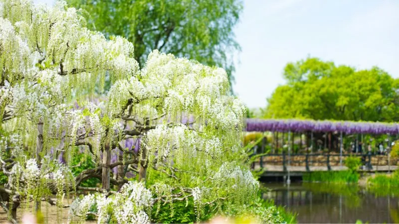 白い藤の花
