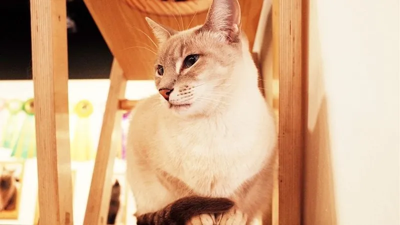 猫