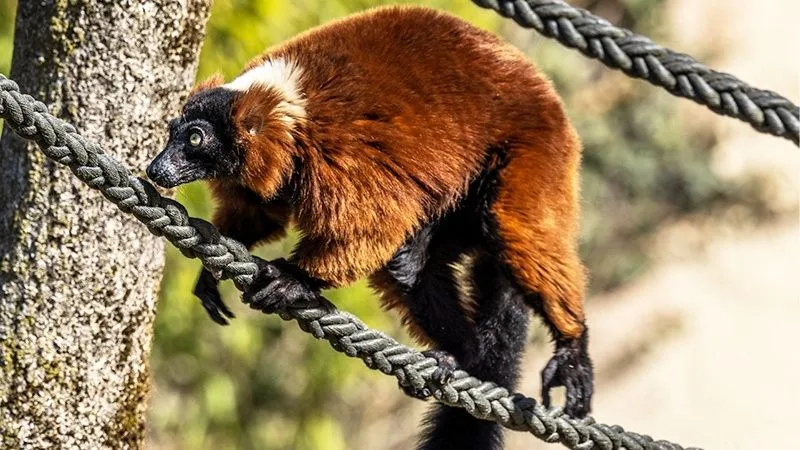 動物