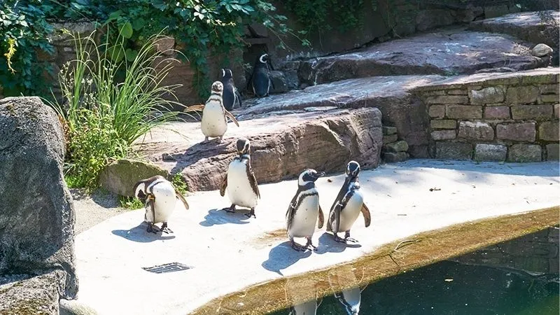 ペンギン