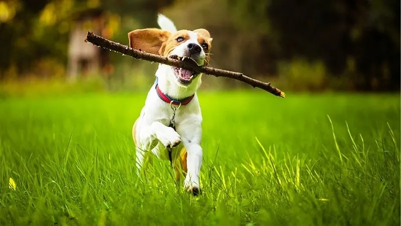 犬
