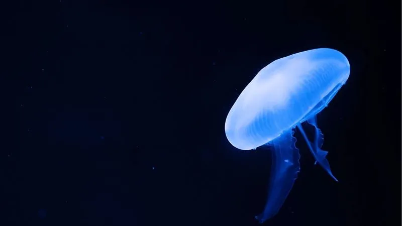 クラゲ