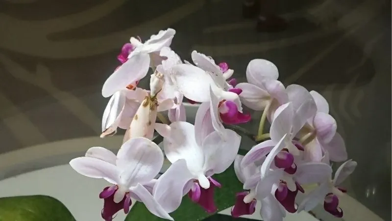 ハナカマキリ