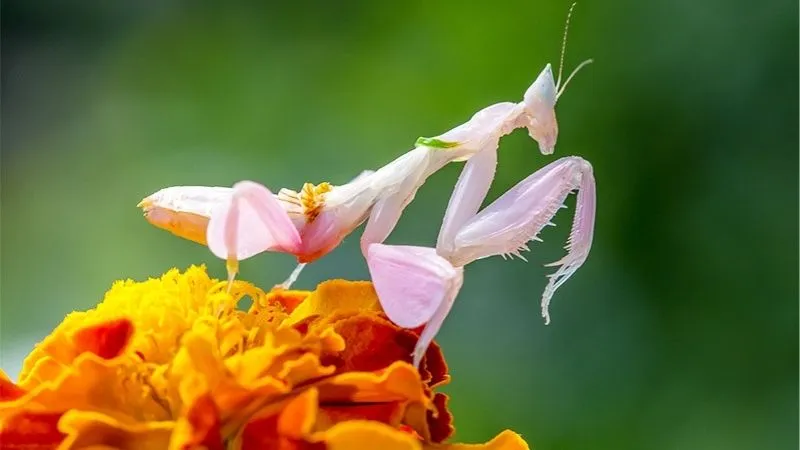 ハナカマキリ