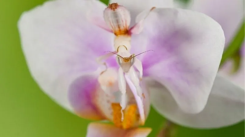 ハナカマキリ