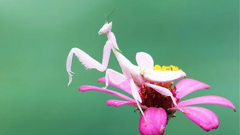 ハナカマキリ