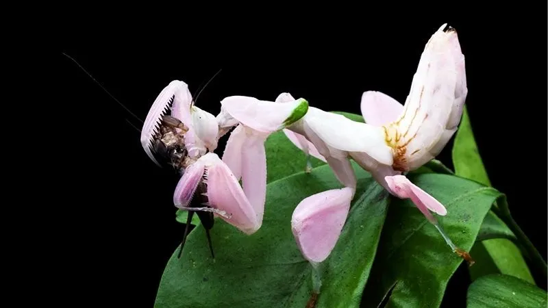 ハナカマキリ
