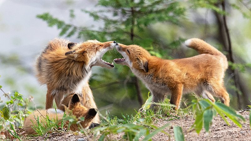 キツネ