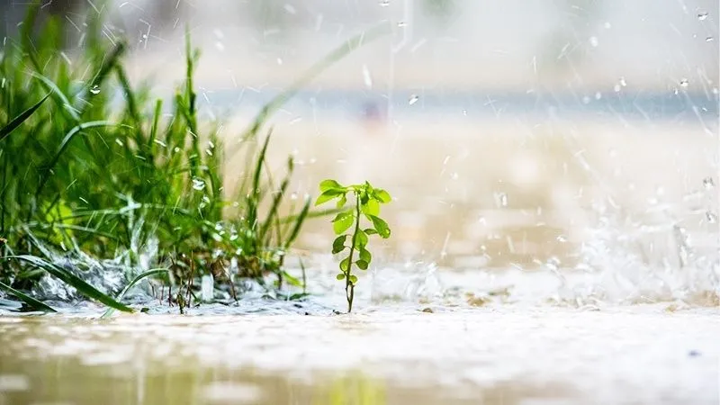 雨降りの様子