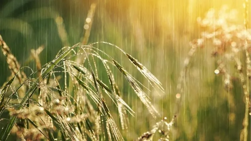雨降りの様子