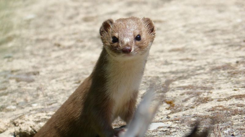 イタチ