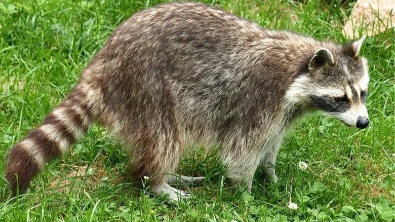 アライグマ