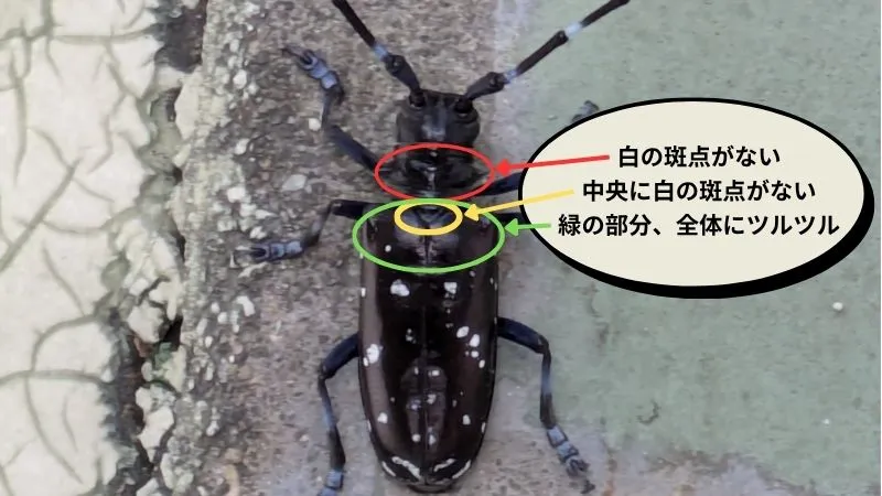 ツヤハダゴマダラカマキリ
