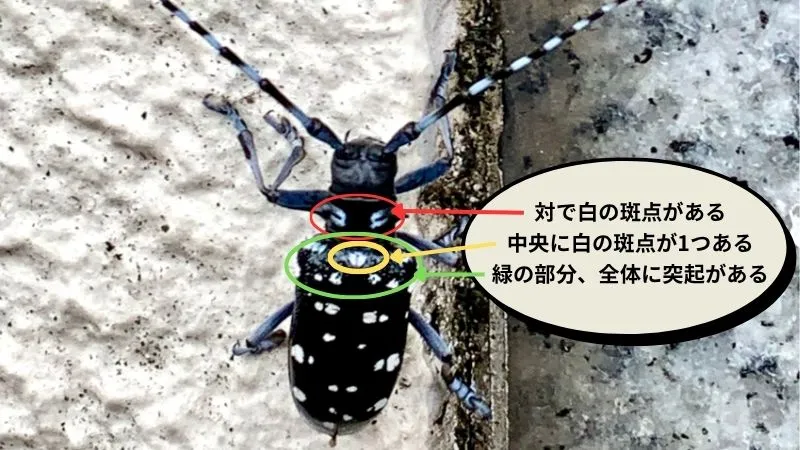 ゴマダラカミキリ