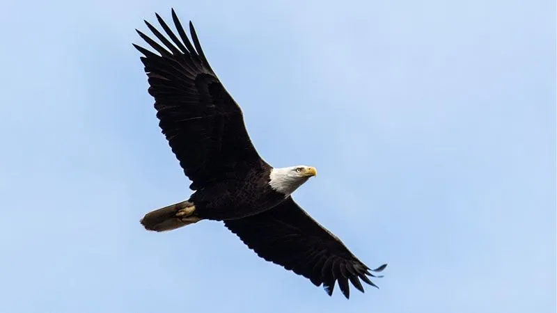 ハクトウワシ