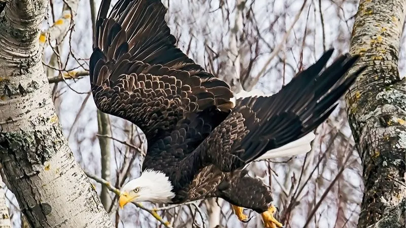 ハクトウワシ