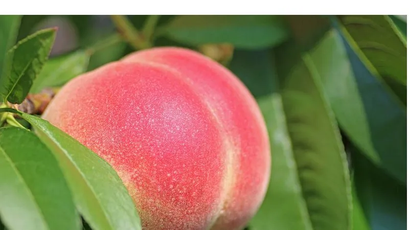 桃