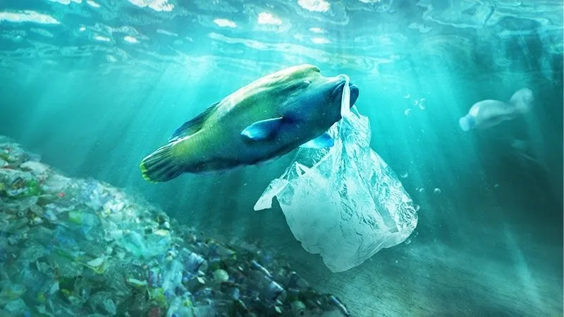 魚とプラスチック
