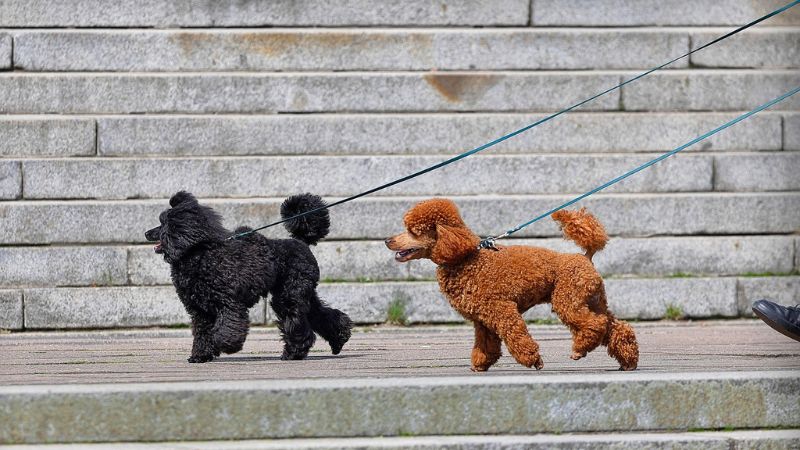 犬の散歩