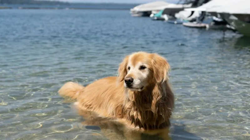 犬