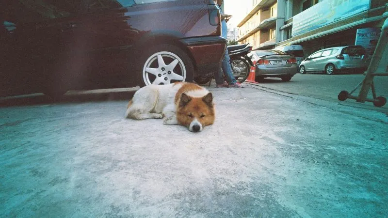 犬