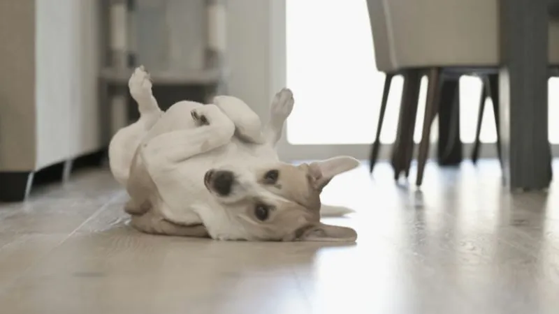 犬