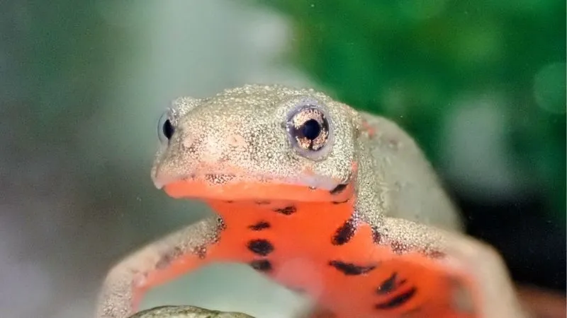 アカハライモリ