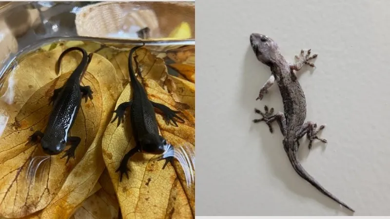 イモリとヤモリ