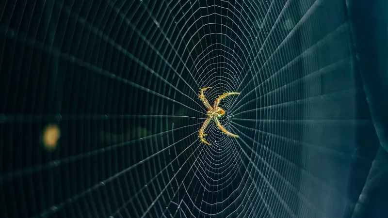 クモの巣