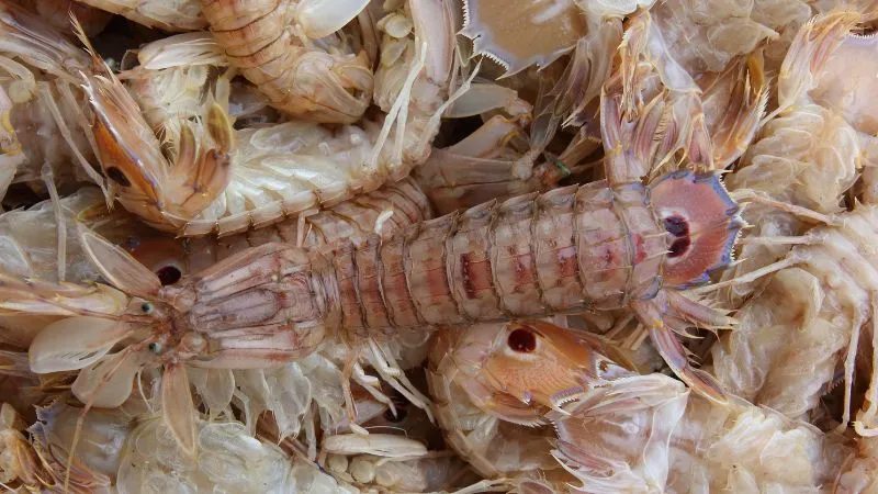 エビとシャコの違いとは?見た目が似ていても実は別の生き物だった