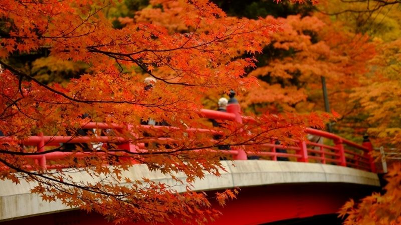 紅葉