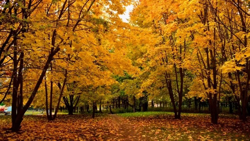 紅葉