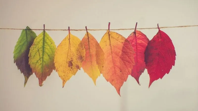 紅葉