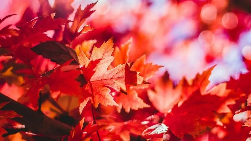 紅葉