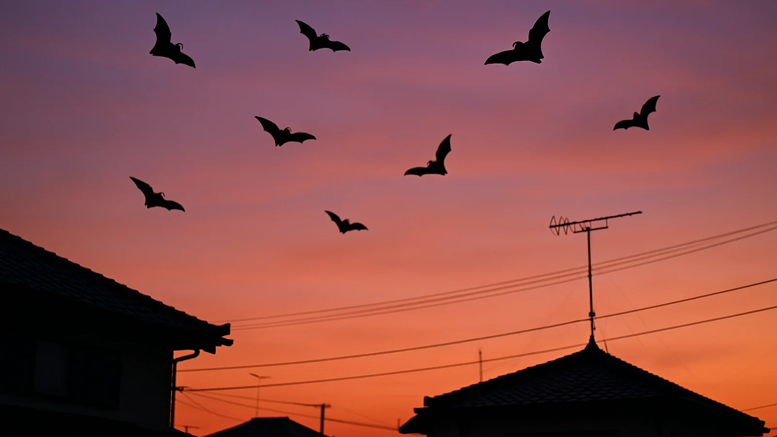 夕暮れの空を飛ぶコウモリのシルエットと住宅の屋根